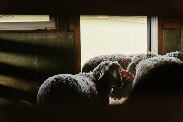 Long term custom sheep yards